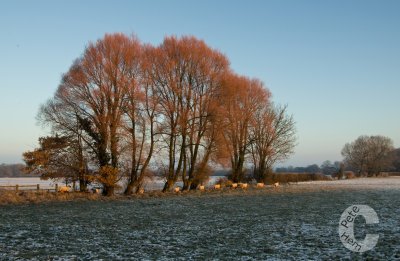 Sheep and Snow