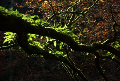 Fern on trees in Exmoor