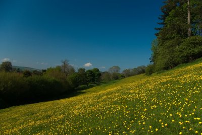 Buttercup field mid Devon
