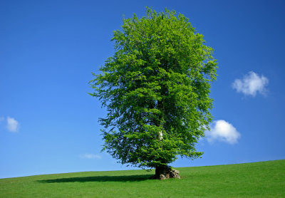 Tree on Exmoor