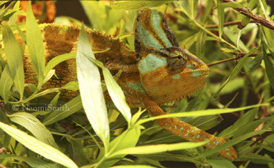 Veiled Chameleon AU8 #2781 (Captive)