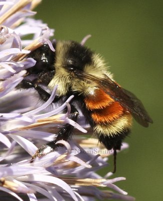 Bumble Bees/Bombus Species