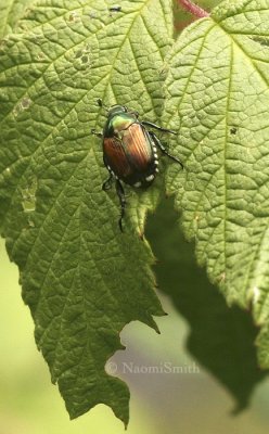 Japanese Beetle - Popilla japonica AU8 #5051