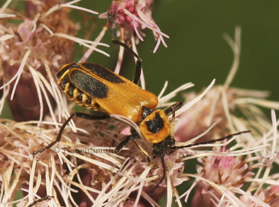 Pennsylvania Leatherwing - Chauliognathus pennsylvanicus AU8 #2984