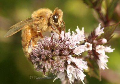 Honey Bee - Apis mellifera  AU8 #5162