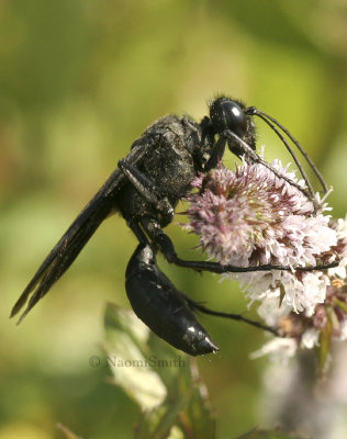 Great Black Wasp - Sphex pensylvanicus  AU8 #5369