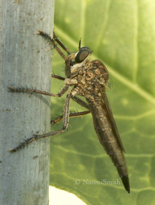 Robber Fly S8 #6791