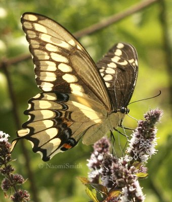 Giant Swallowtail AU8 #5498