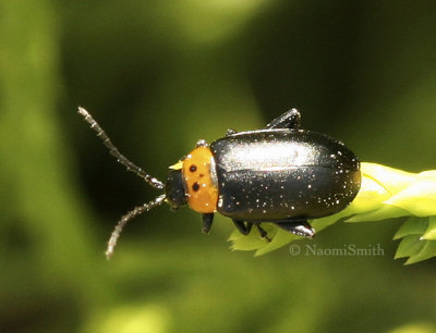 Disonycha triangularis AU8 #5797