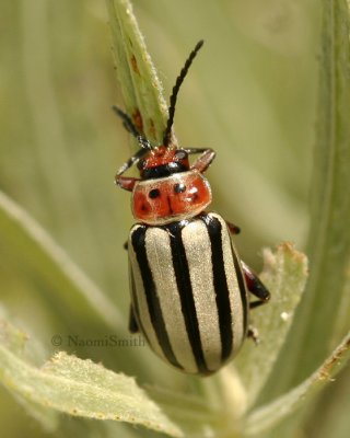 Disonycha alternata AU8 #6505