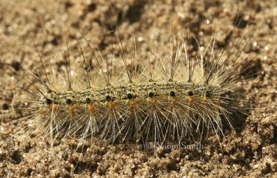 Fall Webworm Caterpillar - Hyphantria cunea #6480 AU8