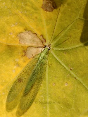 Green Lacewing AU8 #6452