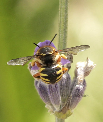 Anthidium manicatum AU8 #3949