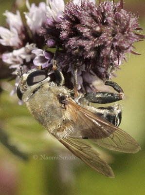 Syrphid AU8 #3886