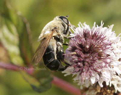 Syrphid AU8 #3864