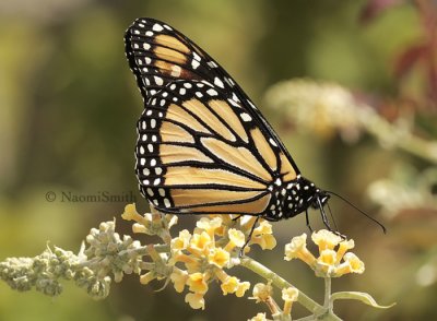 Monarch - Danaus plexippus AU8 #3955