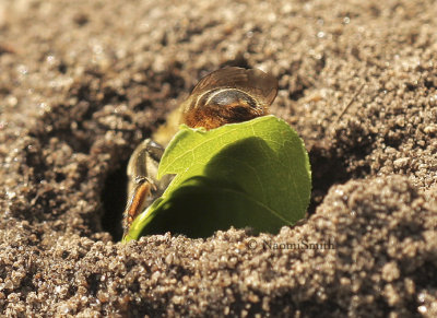 Leaf-cutter Bee AU8 #4511
