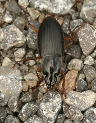 Calathus sp. S8 #7364