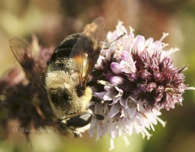 Eristalis anthophorina S8 #7677