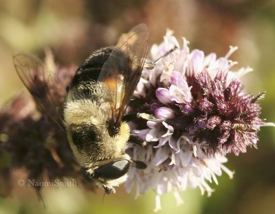 Eristalis anthophorina  S8 #7677