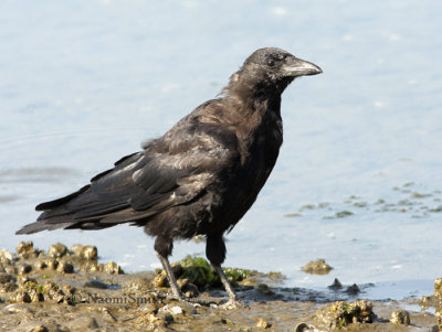 American Crow - Corvus brachyrhynchos S8 #4591