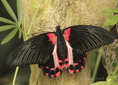 Rumanzovia Swallowtail (Captive) S8 #4909 