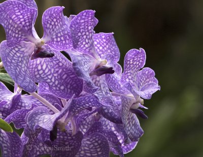 Vanda S8 #4969