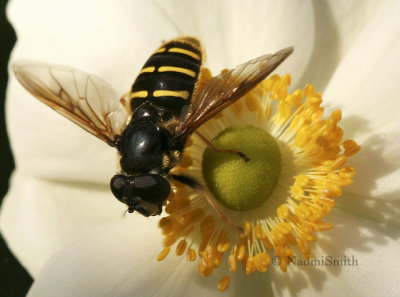 Sericomyia chrysotoxoides S8 #7863