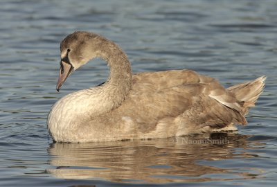 Mute Swan - Immature S8 #5166