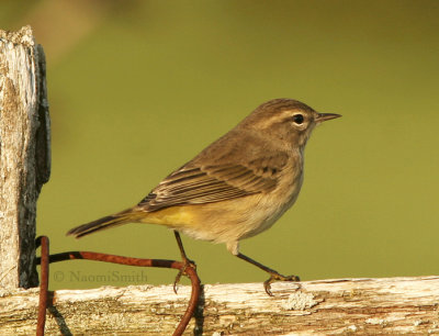 Palm Warbler - Dendroica palmarum S8 #8172