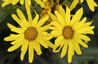 Curleycup Gumweed - Grindelia squarrosa S8 #7968