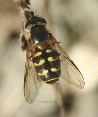 Dasysyrphus intrudens or D.osborni Female  S8 #7944