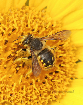 Anthidium manicatum S8 #5638