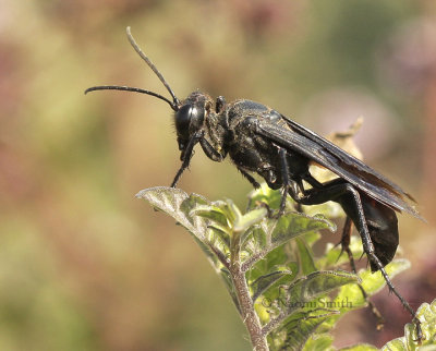 Great Black Wasp - Sphex pensylvanicus S8 #5876