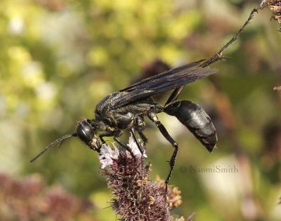 Great Black Wasp- Sphex pensylvanicus  S8 #5886