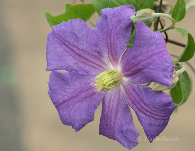 Clematis Perle d'Azur S8 #5980