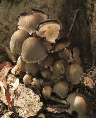 Alcohol Inky Cap - Coprinus atramentarius O8 #6326