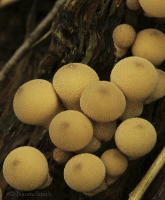 Puffballs  #6467 O8