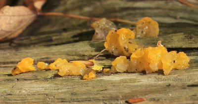 Witches Butter #6382 O8