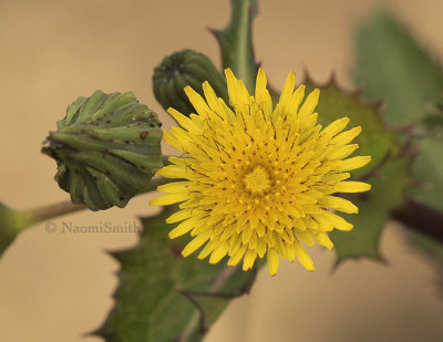 Spiny-leaved Sow Thistle - Sonchus asper #6500 O8