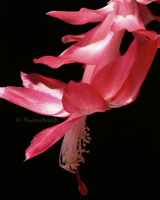 Christmas Cactus D6 #3420