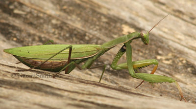 Praying Mantis O5 #0040