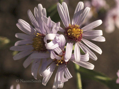 Smooth Aster - Aster laevis O8 #6877