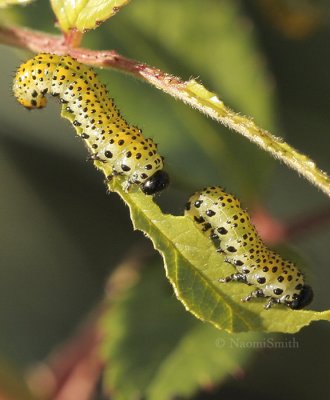 Rose Sawfly - Arge ochropus larvae O8 #7150
