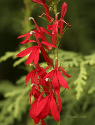 Cardinal Flower - Lobelia cardinalis AU5 #146