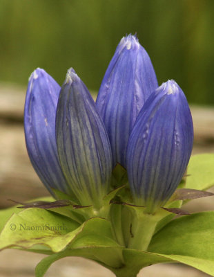 Gentiana andrewsii - Closed Gentian AU5 #132