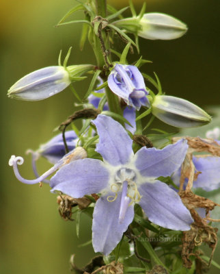 Tall Bellflower - Campanulastrum americanum  AU5 #40