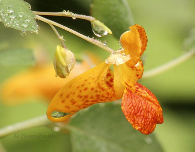 Spotted Jewelweed - Impatiens capensis  AU5 #45