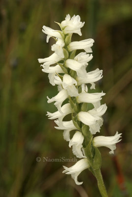 Spiranthes sp. S8 #7533