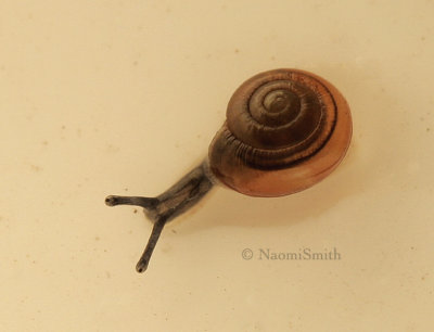 Snail N8 #7267